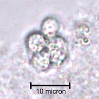 Jackie Collier (@collier_lab_sbu) 's Twitter Profile Photo Jackie Collier (@collier_lab_sbu) 's Twitter Profile Photo