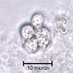 Jackie Collier (@collier_lab_sbu) Twitter profile photo Jackie Collier (@collier_lab_sbu) Twitter profile photo