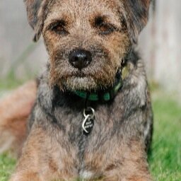 Bum wiggles constantly, loves his fat cat and new rescue sister Molly the Mutt and is a Member of the BTPosse.  Has a Blog all about his daily life - see below
