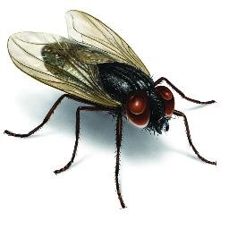 The flyest, most righteous fly