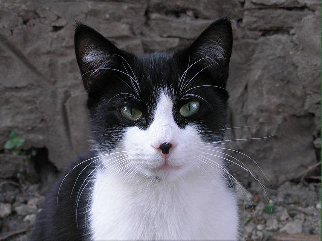 CatLoveHate Profile Picture
