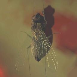 -   a classical survival horror   -