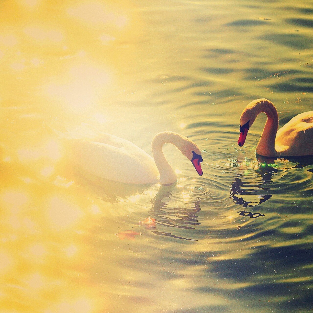 paulocoelho_dan's profile picture. 