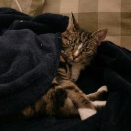 I'm a fucking cat