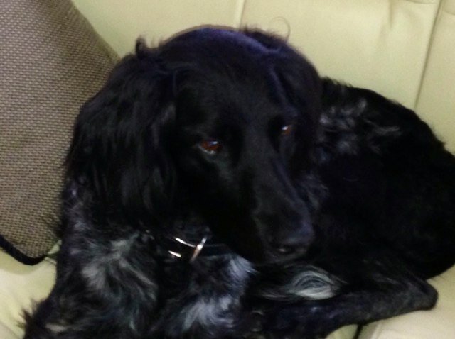 CACloud09's profile picture. 