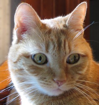 Liberal lover of cats, history, costuming, genealogy & quirky stuff. #HarrisWalz2024 #BLM #LoveIsLove