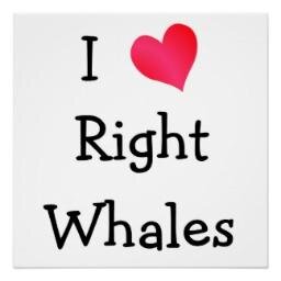 whalespace's profile picture. Environmental policy grad student - GMU | Interested in Marine mammals present, past, & future