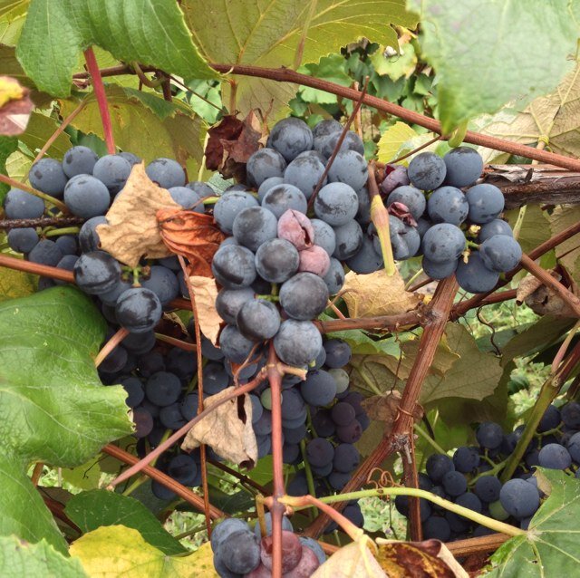 RouseAhmadlaura's profile picture. 