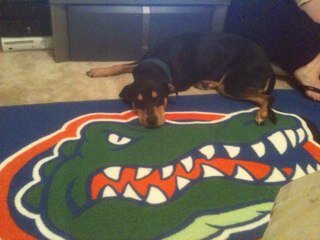 been a GATOR since i was born!!!!