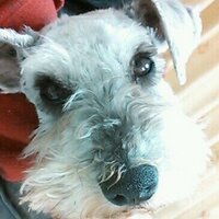Aliceけ❁みんなに会いたい (@alice_keee) 's Twitter Profile
