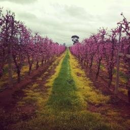 Family owned Stonefruit, Table Grapes and Vegetable Farm in Lake Boga,Victoria.  tweets generally by Nicole! rodafruits@hotmail.com