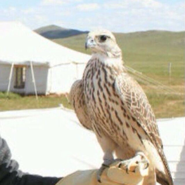 hdlaniia's profile picture. عند الحوآر لا ترفع صوتكـ بل : إرفـع . . مستۆۍ ؛ كلماتكـ ..!!  KIki. aled680