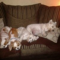 Pat Irvine (@irvine_pat) 's Twitter Profile Photo Pat Irvine (@irvine_pat) 's Twitter Profile Photo