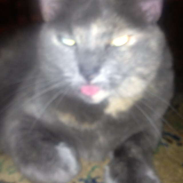 alarbar8's profile picture. My cats live the life i want to live