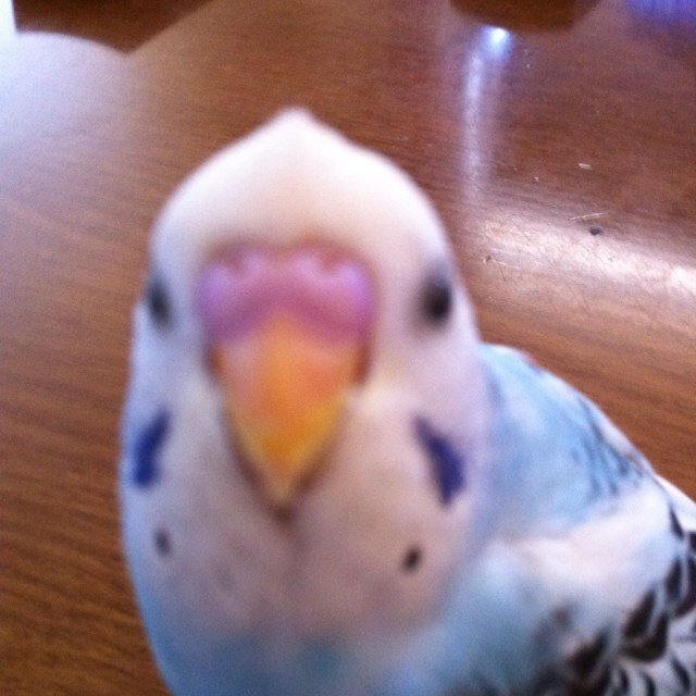 keanappe's profile picture. 基本、ダラダラ．．．迷子のrt多め ～ 只今インコ飼っていません