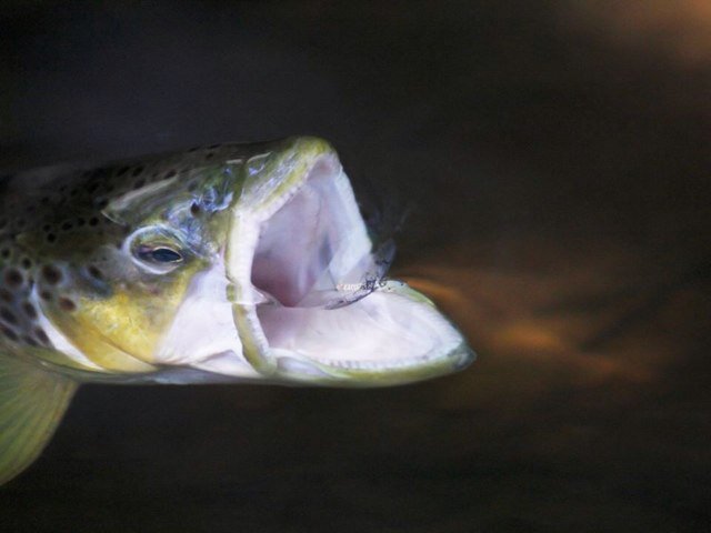 FlyShopTrucha's profile picture. 