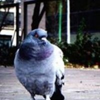 Eva Rowson (@eva_rowson) 's Twitter Profile
