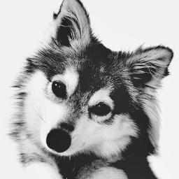 OreosBixber's profile picture. i gave ya a free follow so pls follow me on @littledrxws i follow back on there :) thank you