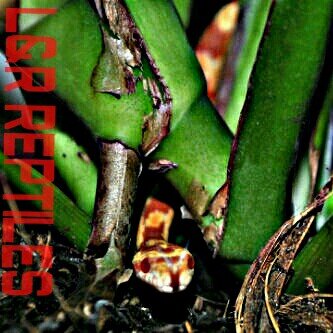 Follow LNR_reptiles and  check out latest pics, videos and updates about our new collection of corn snakes and more..
