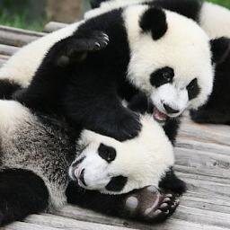 afc_pandacam's profile picture. Pandas go on regardless of the government shutdown.