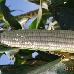gichangajk's profile picture. FARMER