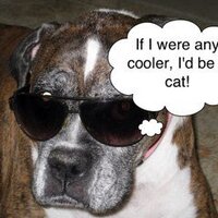Don MacAskie (@houmac) 's Twitter Profile