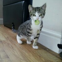 catherine collin (@collin_tiscali) Twitter profile photo