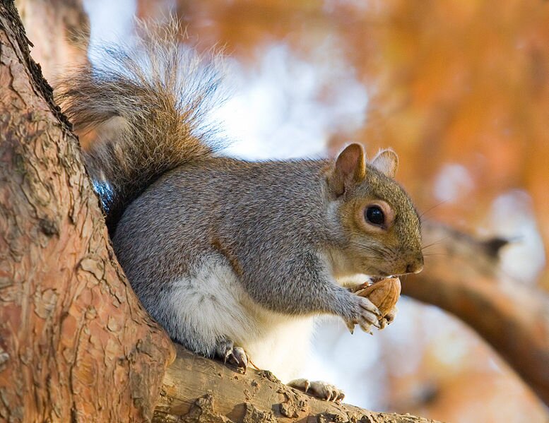 Tree climber, Thomas Jefferson aficionado, Virginia native, lover of Walnuts and the McGuffey Ash.

Wa Hoo Wa! U V A!