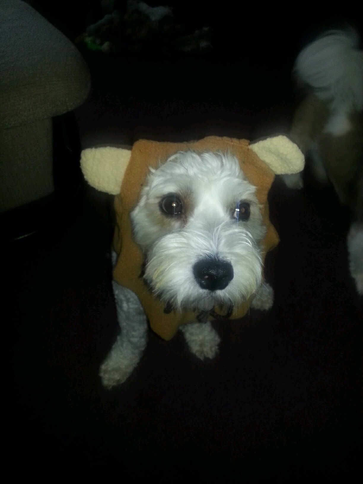 anetz11's profile picture. 