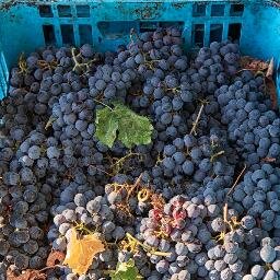 I specialize in exporting fruit of wine from the land of milk and honey. I specialize in international trade in a diverse mix of products worldwide.