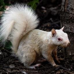 The hero UofL deserves, but not the one it needs right now. #TheSquirrelStruggle