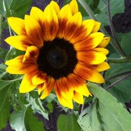 Local Lorette Events, Registration and News