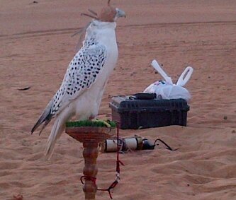 BB PIN:289A87C1”مـانــزل الـــرأس ولـو زادي من ترابــــــــــي”