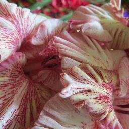 Audars's profile picture. agronom