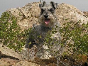Have a great passion for dog training. Problem dogs are no problem.