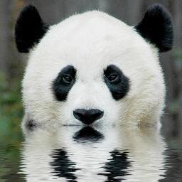 I love otters more than myself. And Pandas are cool too.
