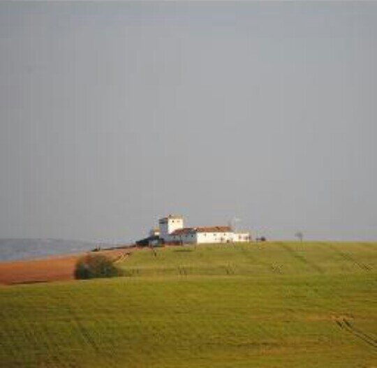 campisevillana Profile Picture