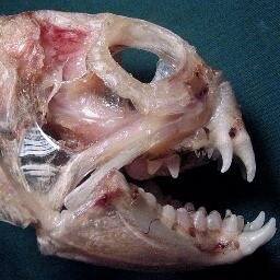 JJAndre69's profile picture. 