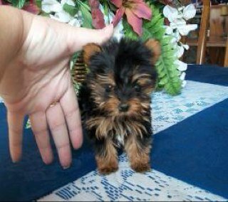 XX-Tiny Yorkies, Maltese & Pom puppies with sparkling eyes, thick, soft coats and HUGE personalities. Health guarantee and shipping available.