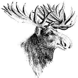 half moose • half amazing