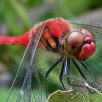 赤とんぼ･Red dragonfly (@7reddragonfly) 's Twitter Profile
