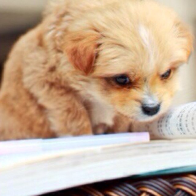 Book & creative writing blogger with a heart for nature, reading, & animals. Christ and writing are my two main things to live for in life. Aspiring author.