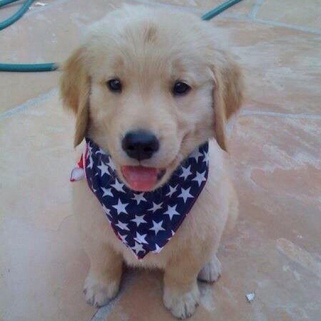 Cutest animals on twitter. Especailly if you love golden retrievers.