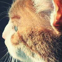 Petra Geyer (@tomcatjerry) 's Twitter Profile Photo Petra Geyer (@tomcatjerry) 's Twitter Profile Photo