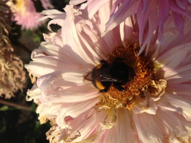 vazfar1's profile picture. 