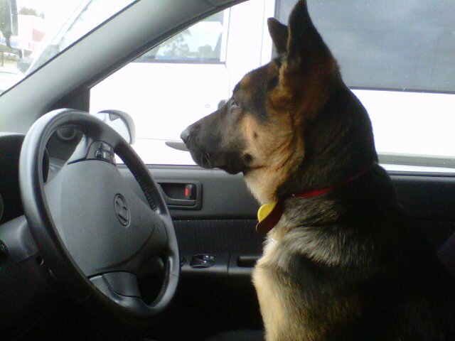 PawsnClawsAdptn's profile picture. Volunteer group of foster carers rehoming abandoned or unwanted pets in Adelaide, Australia.