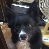 zennichimaru (@msdhb) 's Twitter Profile