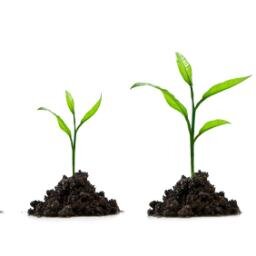 I love new ways of growing to get the best results. Indoors outdoor and in special custom built green houses.