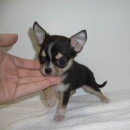 umegaoka1's profile picture. 趣味は波乗り、マリンジェット、スキューバー、darts、ビリヤード、映画、その他･･･書ききれない
簡単に言うとメチャクチャ多趣味です