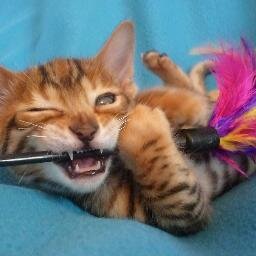 i am a bengal cat owner and breeder. I love bengal cats.
